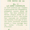 Le Cerf commun.