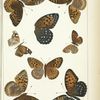 Butterflies in color. - Nymphalidae, especially Argynnidi.