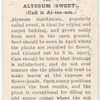 Alyssum (sweet).