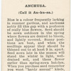 Anchusa.