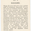 Balsams.