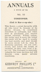 Coreopsis.