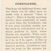 Cornflower.