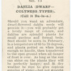 Dahlia (dwarf-coltness types).