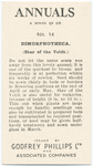 Dimorphotheca.