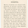Godetia.