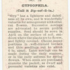 Gypsophila.