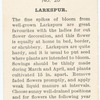 Larkspur.