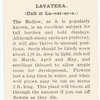 Lavatera.