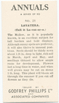 Lavatera.