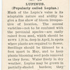 Lupinus.