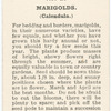 Marigolds (Calendula).