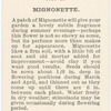 Mignonette.