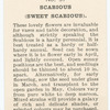 Scabious (Sweet Scabious).