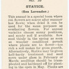 Statice (Sea Lavender).