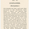 Sunflower (Helianthus).