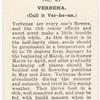 Verbena.