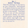 Rosy Tetra.