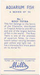 Rosy Tetra.
