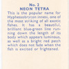 Neon Tetra.