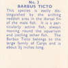 Barbus Ticto.