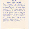 Spotted Scat.