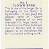 Clown Barb.