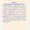 Orange Swordtail.