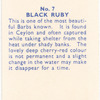 Black Ruby.