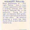 Midnight Mollies.