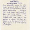 Siamese Fighting Fish.