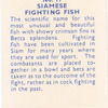 Siamese Fighting Fish.