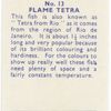 Flame Tetra.