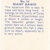 Giant Danio.