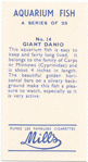 Giant Danio.