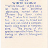 White Cloud.
