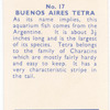Buenos Aires Tetra.