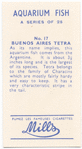 Buenos Aires Tetra.