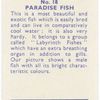 Paradise Fish.