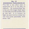 Exodon Paradoxus.