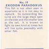 Exodon Paradoxus.