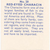 Red-eyed Characin.