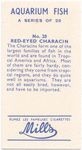 Red-eyed Characin.