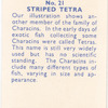 Striped Tetra.