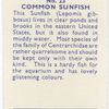 Common Sunfish.