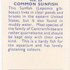 Common Sunfish.