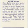 Tiger Barb.