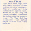 Tiger Barb.