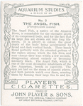 The Angel Fish.