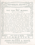 The Tom Pot Blenny.